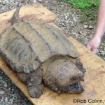 reptiles turtles alligator , 6 Alligator Snapping Turtle Facts In Reptiles Category