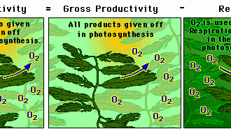 Respiration Calculate Gross Productivity , 6 Lab Bench Cellular Respiration In Cell Category