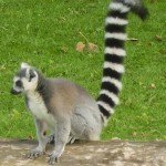 ring tailed lemur , 6 Ring Tailed Lemur Facts In Mammalia Category