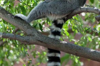 Ring Tailed Lemur Fun Facts , 6 Ring Tailed Lemur Facts In Mammalia Category