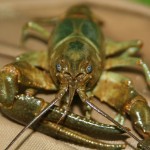 rusty crayfish images , 6 Crayfish Images In Decapoda Category