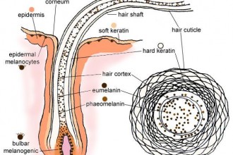 Schematic Diagrams Of Graying Hair , 8 Structure Hair Follicle Pictures In Organ Category