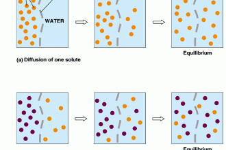 Simple Diffusion , 6 Pictures Of Osmosis Of Water In Cell Category