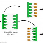 simple dna replication animation , 5 Animation On Dna Replication In Cell Category