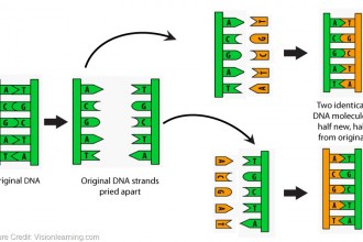 simple dna replication animation in Reptiles