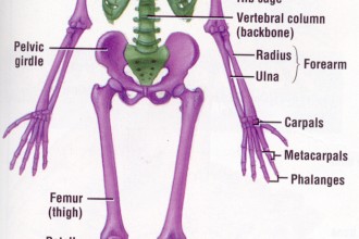 Skeletal System Label Picture , 6 Skeletal System With Labels In Skeleton Category