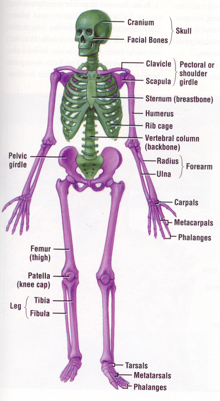 Skeleton , 6 Skeletal System With Labels : Skeletal System Label Picture