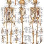 skeletal system study guide worksheet , 6 Skeletal System Study Guide In Skeleton Category