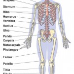 skeletal system worksheets , 6 Skeletal System Study Guide In Skeleton Category