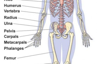 Skeletal System Worksheets , 6 Skeletal System Study Guide In Skeleton Category