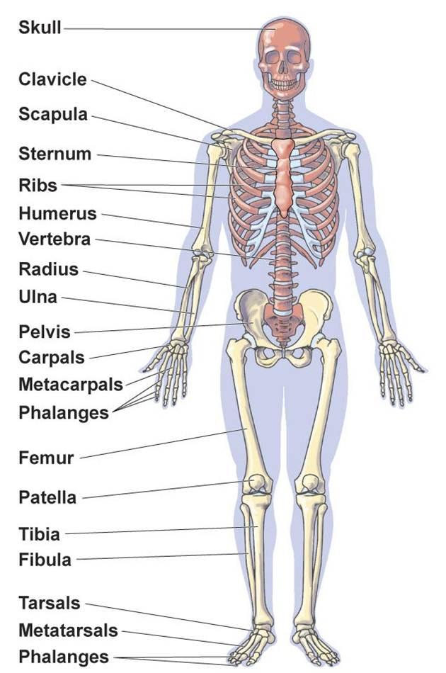 Skeleton , 6 Skeletal System Study Guide : Skeletal System Worksheets