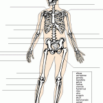 skeleton label , 6 Skeletal System With Labels In Skeleton Category
