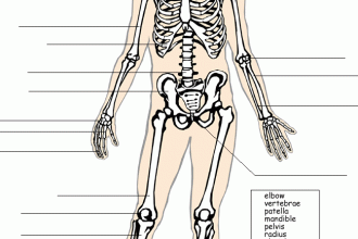 Skeleton Label , 6 Skeletal System With Labels In Skeleton Category