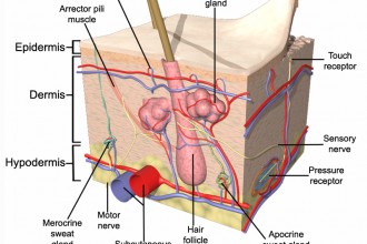 Skin Anatomy , 6 Diagrams Of Structure And Function Of The Skin In Organ Category
