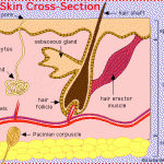 skin cross section , 5 Structure Of Skin For Kids In Organ Category