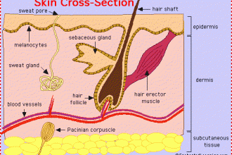 Skin Cross Section , 5 Structure Of Skin For Kids In Organ Category