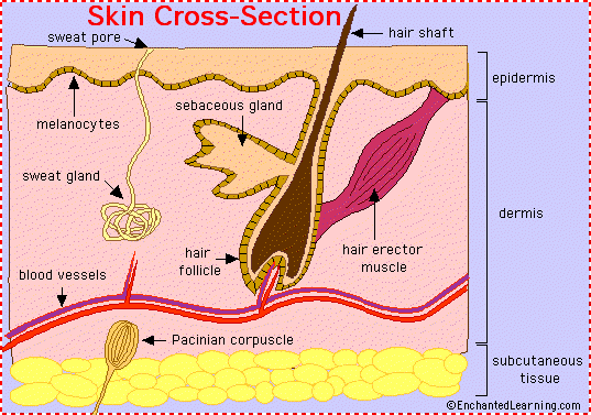 Organ , 5 Structure Of Skin For Kids : Skin Cross Section