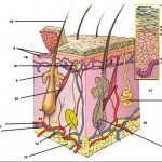 skin diagram quiz , 4 Structure Of Skin Quiz In Organ Category