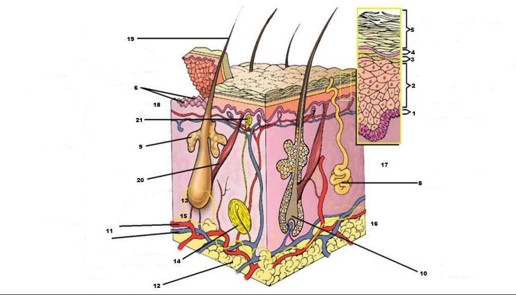 Skin Diagram Quiz Biological Science Picture Directory Pulpbits