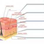 skin structure labels , 6 Diagrams Of Structure And Function Of The Skin In Organ Category
