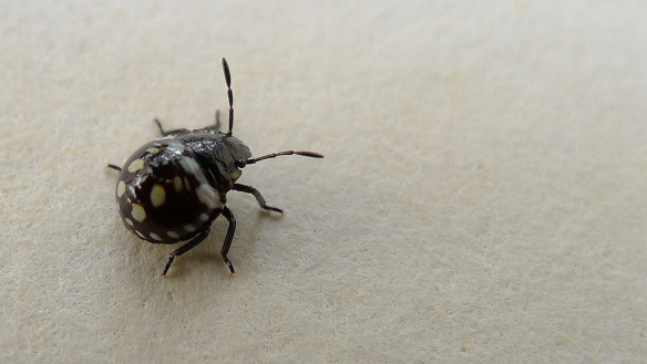 Bug , 6 Small Black Beetle Like Bugs : Small Black Beetle Like Bug