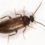 small brown beetle , 6 Brown Beetle Bugs In Bug Category