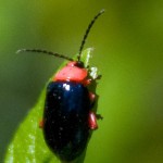 small red and blue beetle , 5 Red Beetle Bug Pictures In Bug Category