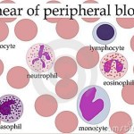 smear of peripheral blood , 5 Types Of White Blood Cells Pictures In Cell Category
