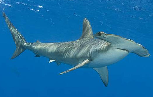pisces , 6 Facts About Hammerhead Sharks : Smooth Hammerhead Shark