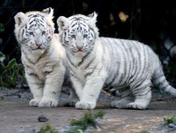 snow tiger cubs