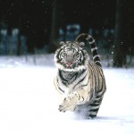 snow white tiger habitat , 6 Snow Tigers Facts In Mammalia Category