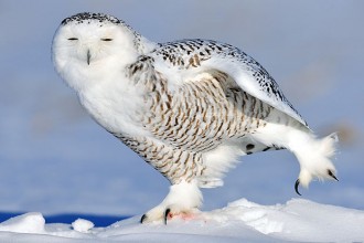 Snowy Owl Facts , 6 Snowy Owl Facts In Birds Category