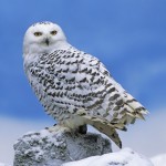 snowy owl facts and information , 6 Snowy Owl Facts In Birds Category