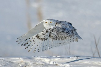 Snowy Owl Facts Photos , 6 Snowy Owl Facts In Birds Category