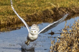 Snowy Owl Flight , 4 Snowy Owl Facts For Kids In Birds Category