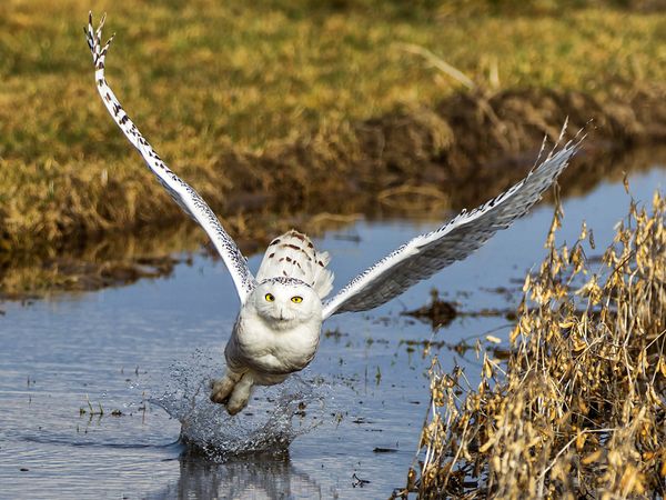 Birds , 4 Snowy Owl Facts For Kids : Snowy Owl Flight