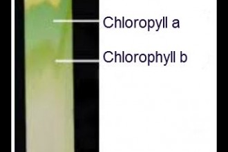 spinach leaf chromatography in Marine
