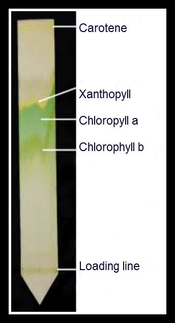Laboratory , 6 Leaf Chromatography Pictures : Spinach Leaf Chromatography