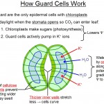 stomata structure guard cells , 6 Plant Stomata Structure Pictures In Plants Category
