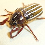 stripey bug , 6 Bug Or Beetle In Bug Category