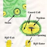 structure stomata , 6 Plant Stomata Structure Pictures In Plants Category