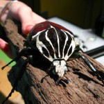 the big Goliath Beetle , 6 Goliath Beetle Facts In Beetles Category