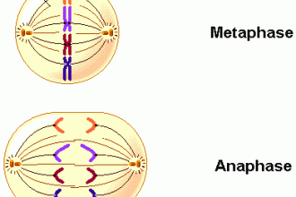 The Steps Involved In Mitosis , 4 Structures Involved In Mitosis In Animal Cells In Cell Category