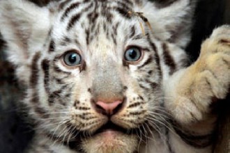 Tiger Cubs , 6 Snow Tigers Facts In Mammalia Category