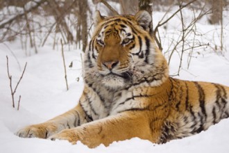 Tiger Snow Portrait , 6 Snow Tigers Facts In Mammalia Category