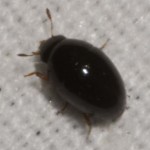 tiny black border beetle , 6 Small Black Beetle Like Bugs In Bug Category