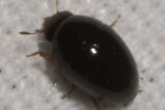 Tiny Black Border Beetle , 6 Small Black Beetle Like Bugs In Bug Category