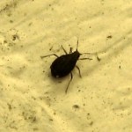 Cannabis Seeds Delivered World Wide, Top Free Seeds with ALL orders. , 6 Small Black Beetle Like Bugs In Bug Category