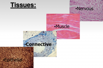 Tissue In The Human Body Types , 7 Tissue Pictures In The Human Body In Cell Category