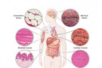 tissues and epithelial in Organ